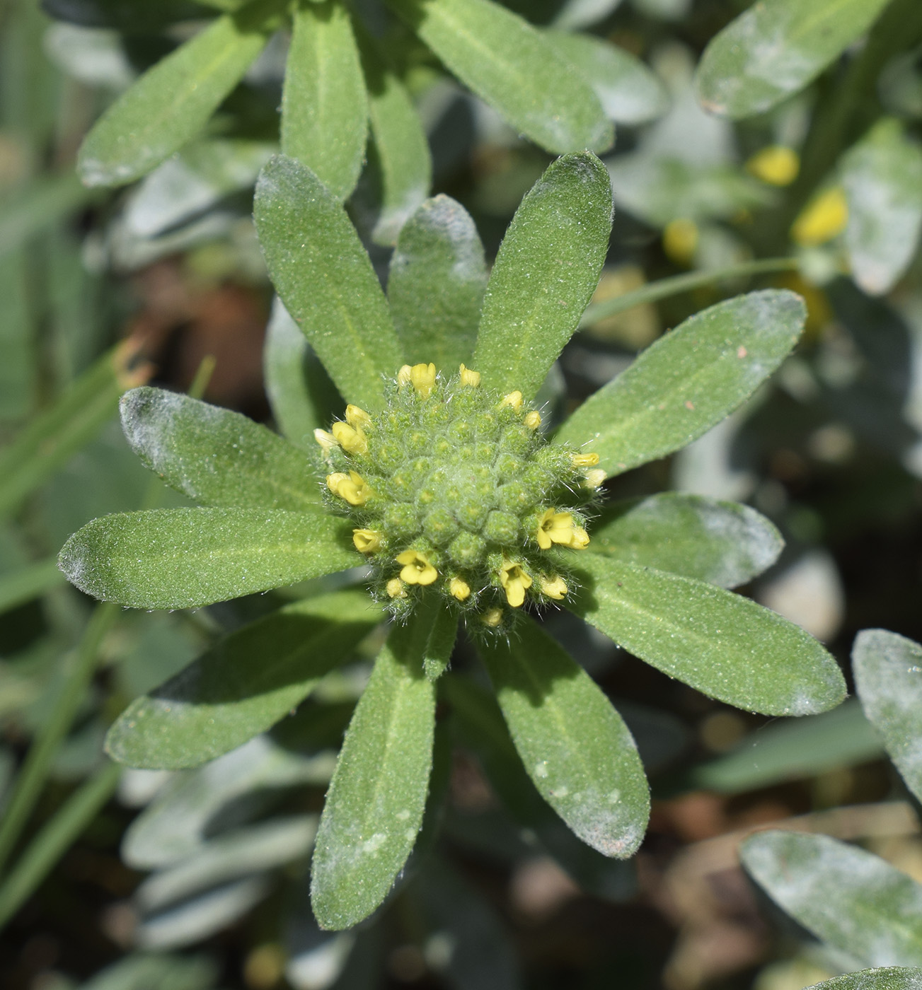 Image of Alyssum alyssoides specimen.