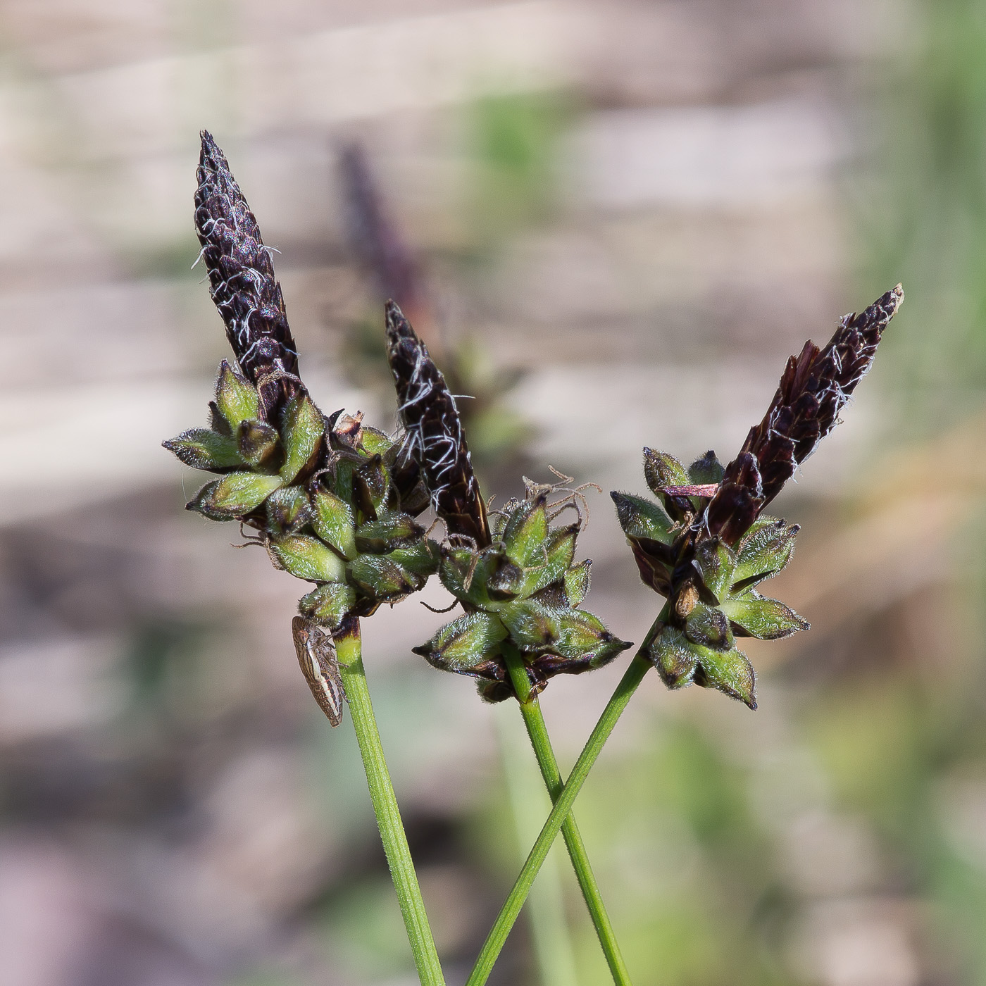 Изображение особи Carex montana.