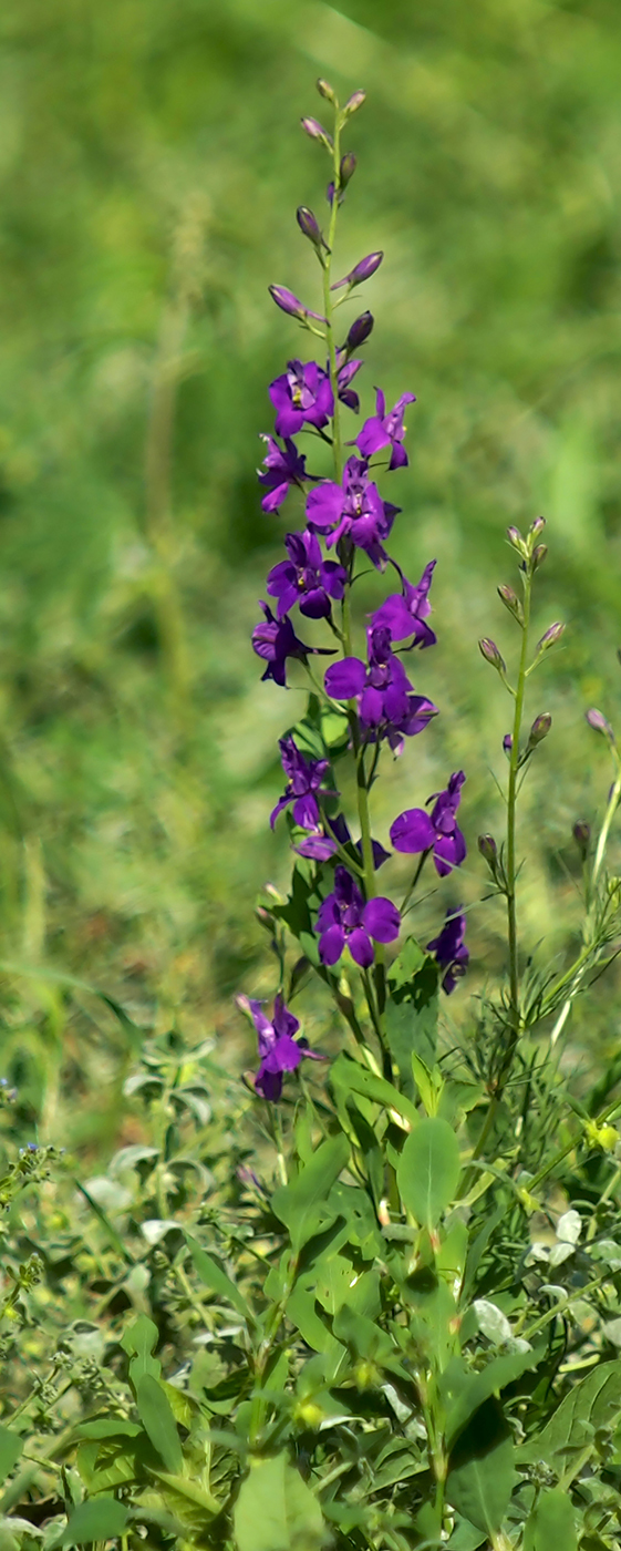 Image of Delphinium hispanicum specimen.