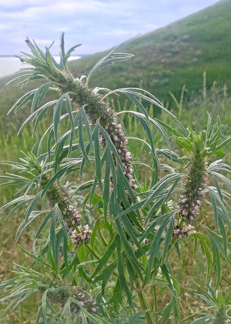 Изображение особи Leonurus glaucescens.