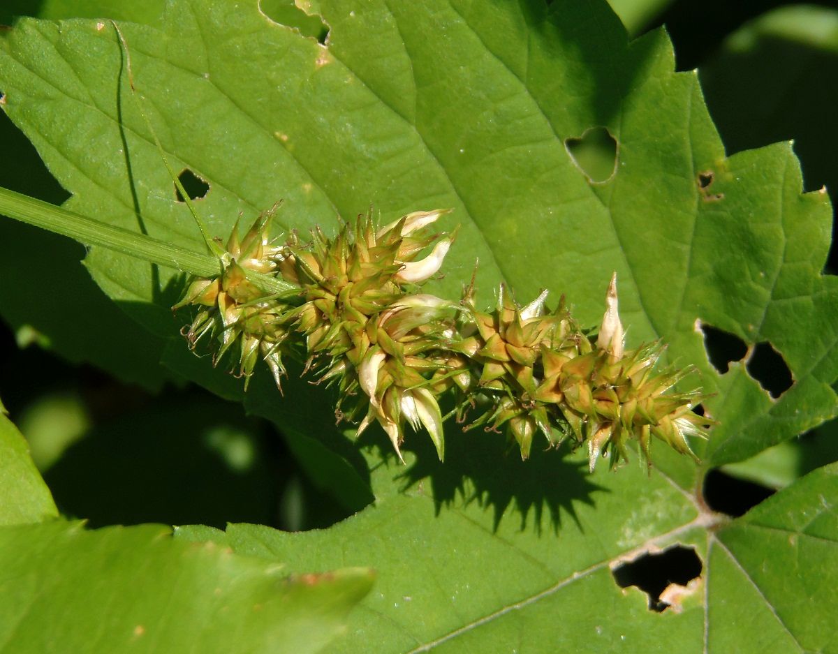 Image of Carex spicata specimen.