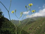 Crepis pulchra subspecies turkestanica. Часть общего соцветия. Казахстан, Западный Тянь-Шань, Киргизский хр., ущ. Мерке, ≈ 1450 м н.у.м., каменистый склон южн. экспозиции. 24 мая 2018 г.
