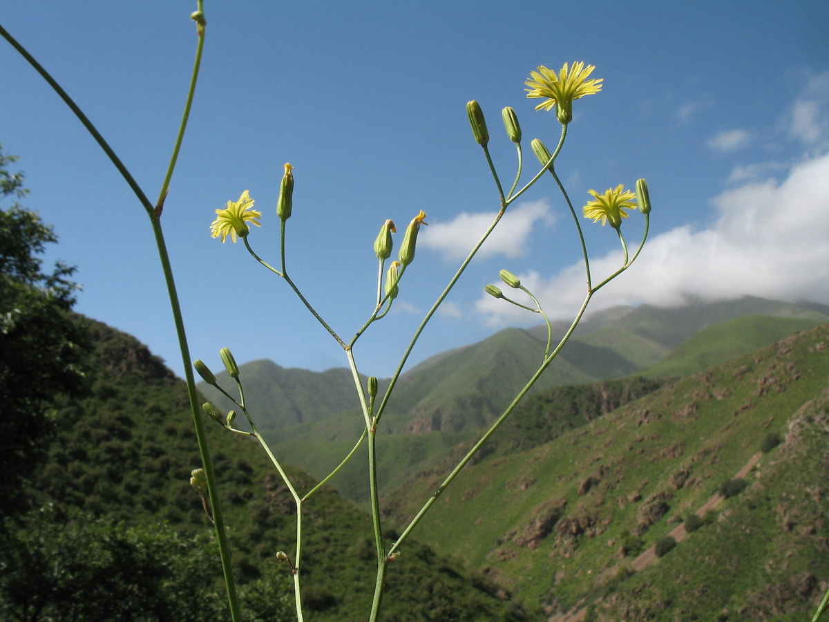 Изображение особи Crepis pulchra ssp. turkestanica.