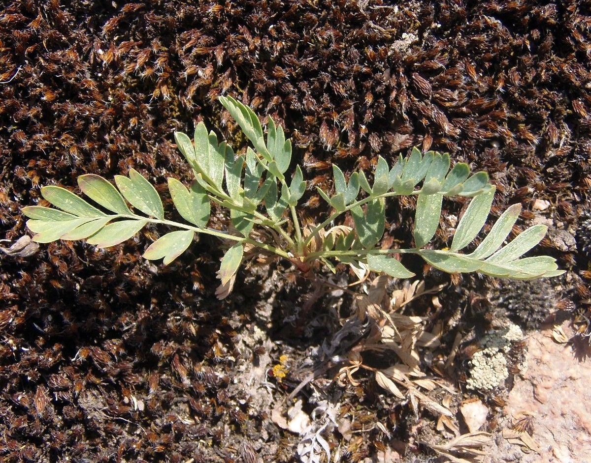 Image of Potentilla orientalis specimen.