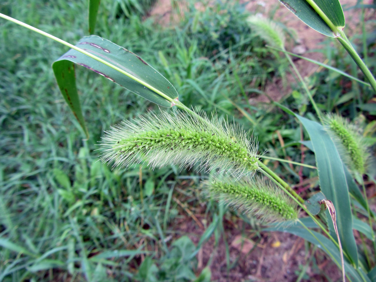 Image of Setaria viridis specimen.