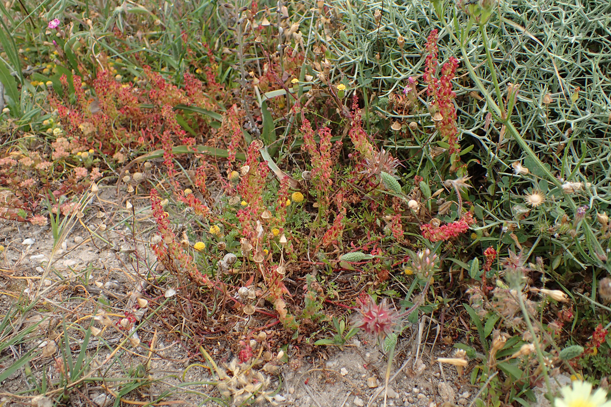 Изображение особи Rumex bucephalophorus.