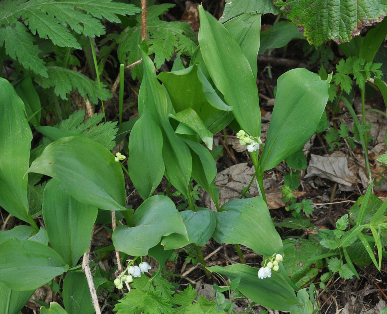 Изображение особи Convallaria majalis.