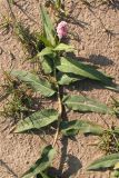 Persicaria amphibia