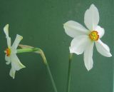 Narcissus poeticus