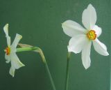 Narcissus poeticus. Цветки. Томск, в культуре. 01.06.2010.