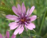 Tragopogon malikus