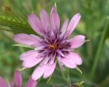 Tragopogon malikus. Соцветие. Узбекистан, склон при спуске с Китабского перевала. 30.04.2018.