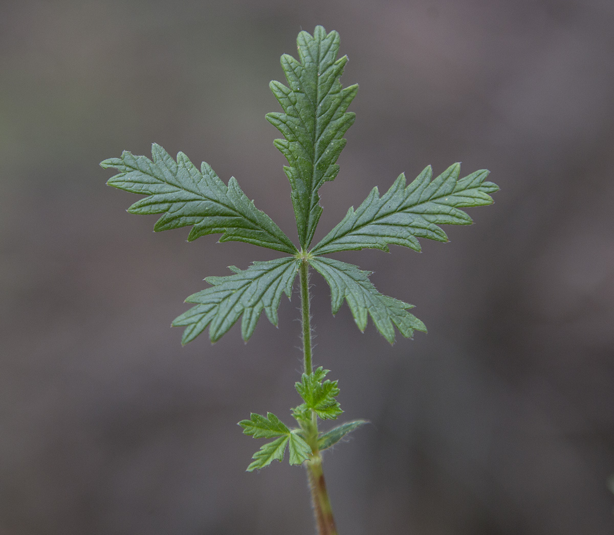 Изображение особи род Potentilla.