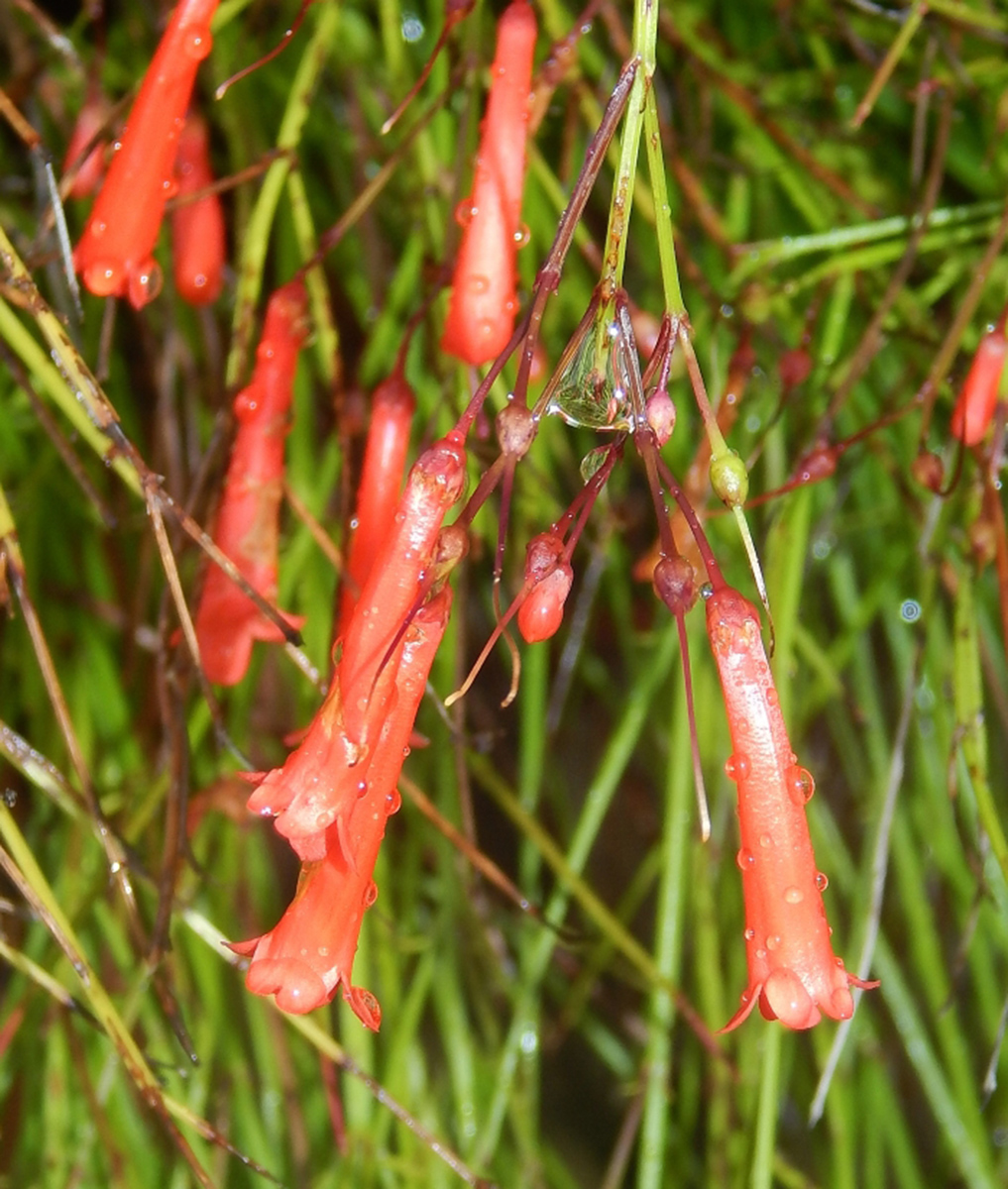 Image of Russelia equisetiformis specimen.