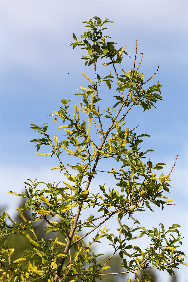 Image of Salix triandra specimen.