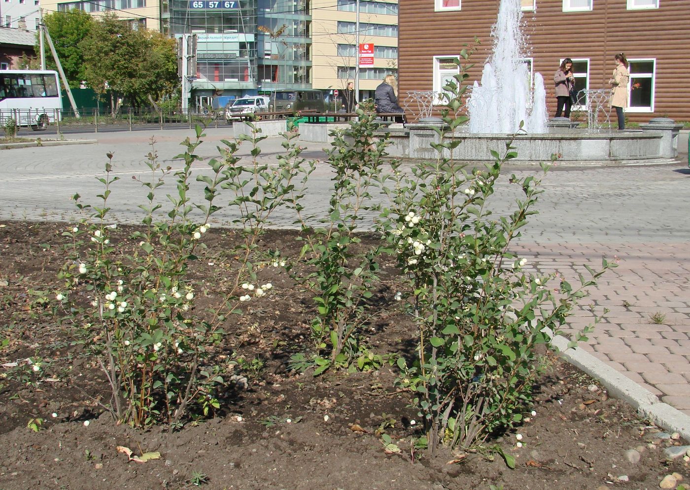 Изображение особи Symphoricarpos albus var. laevigatus.