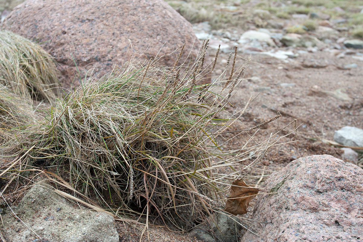 Image of Plantago maritima specimen.