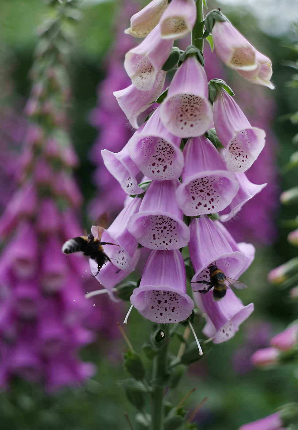 Image of Digitalis purpurea specimen.