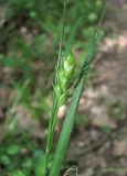 Carex depauperata