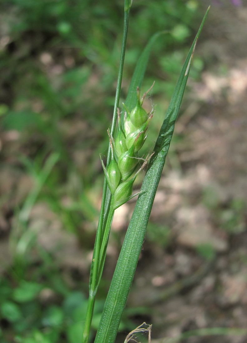 Image of Carex depauperata specimen.