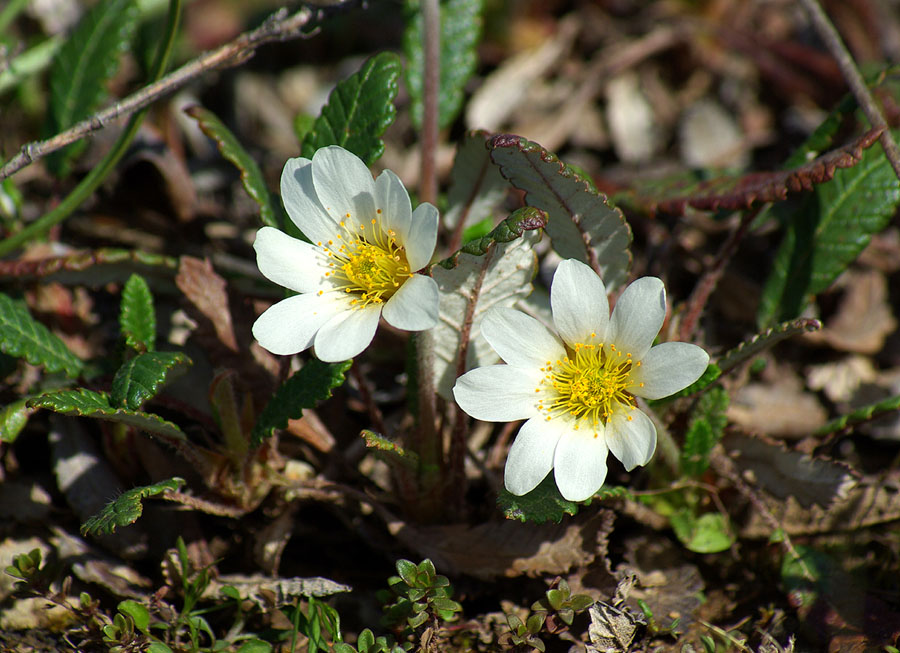 Изображение особи Dryas grandis.