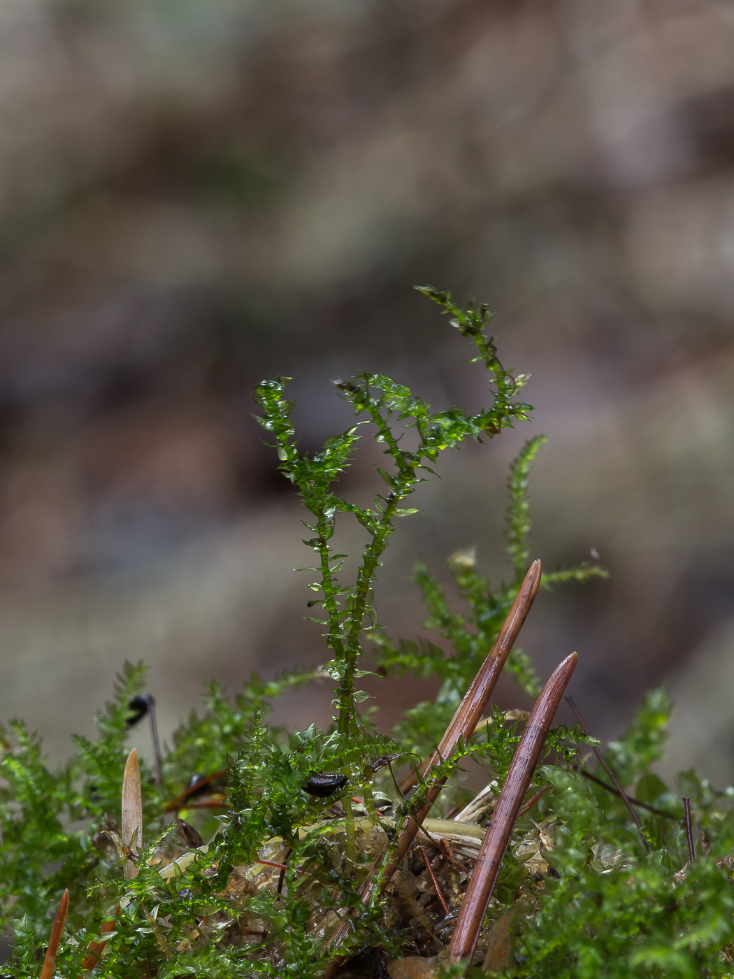 Image of class Bryopsida specimen.