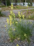 Linaria vulgaris. Цветущее растение. Финляндия, муниципалитет Савонлинна, туркомплекс Харьюн Портти, отсыпанная щебнем площадка. 04.08.2018.