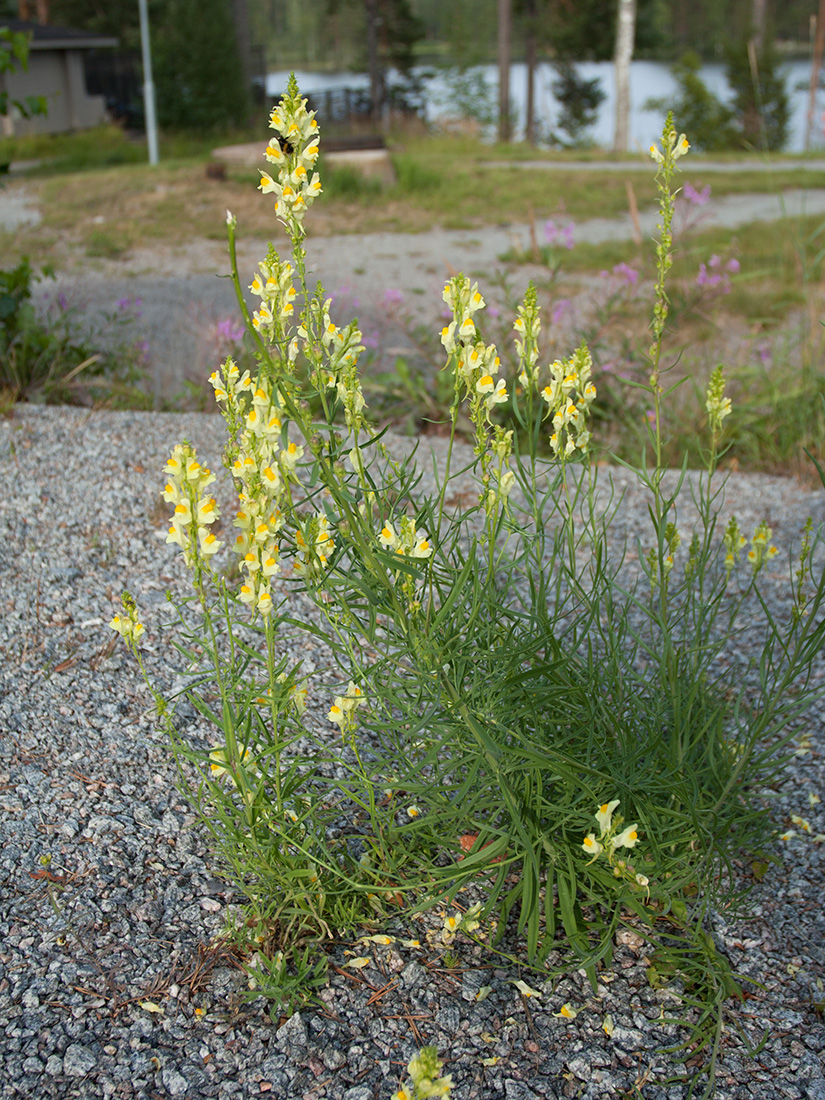 Изображение особи Linaria vulgaris.