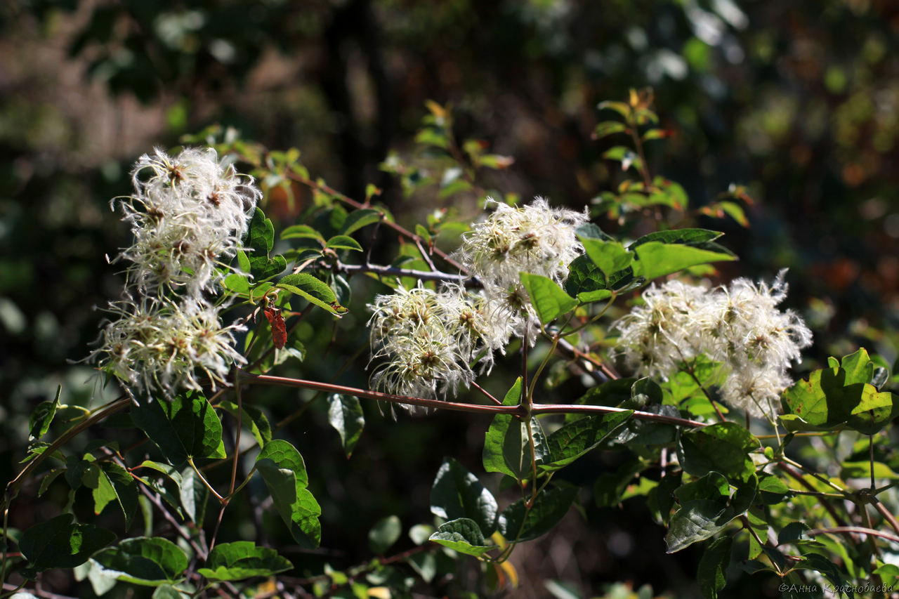 Image of Clematis vitalba specimen.