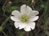 Cerastium eriophorum. Цветок. Украина, Закарпатская обл., Раховский р-н, хр. Свидовец, ≈ 1800 м н.у.м., каменистая осыпь. 27 августа 2008 г.