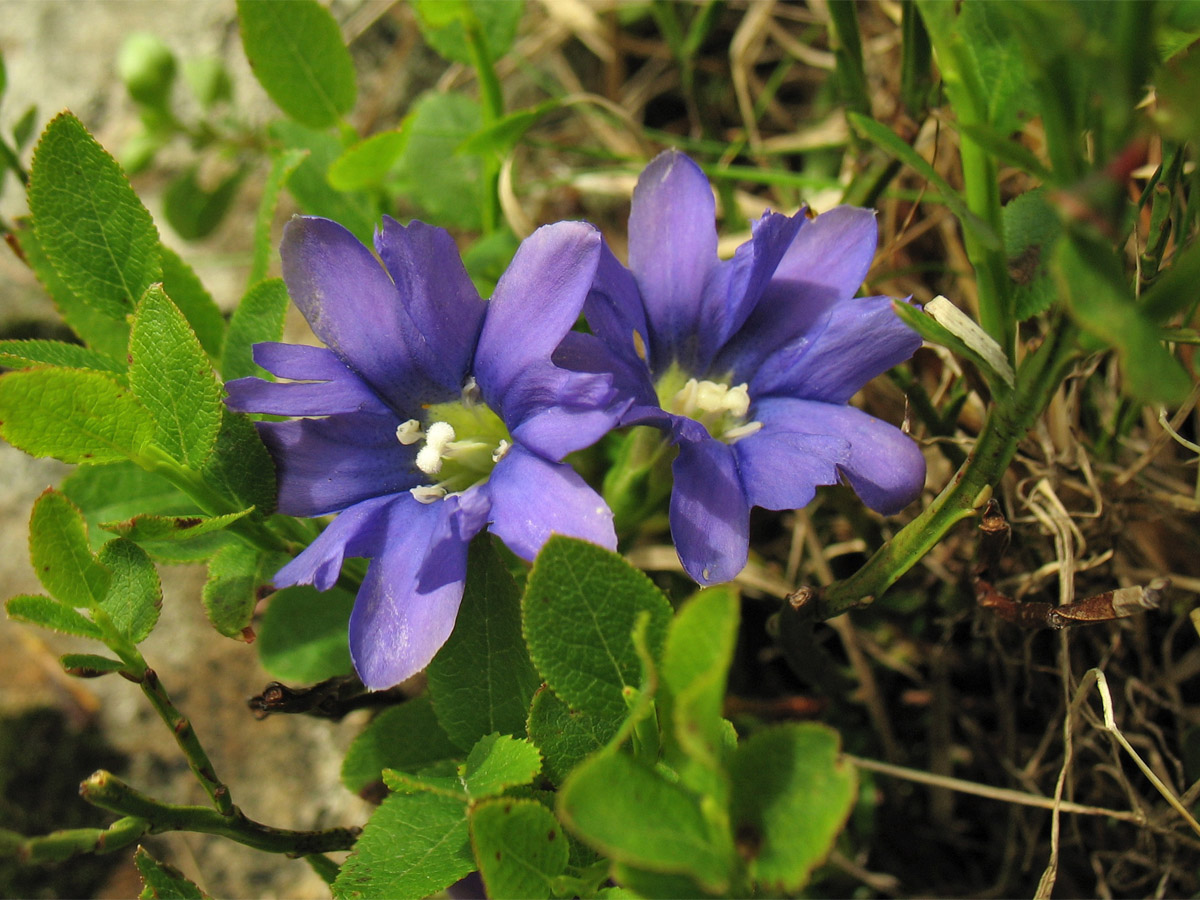 Image of Gentiana laciniata specimen.