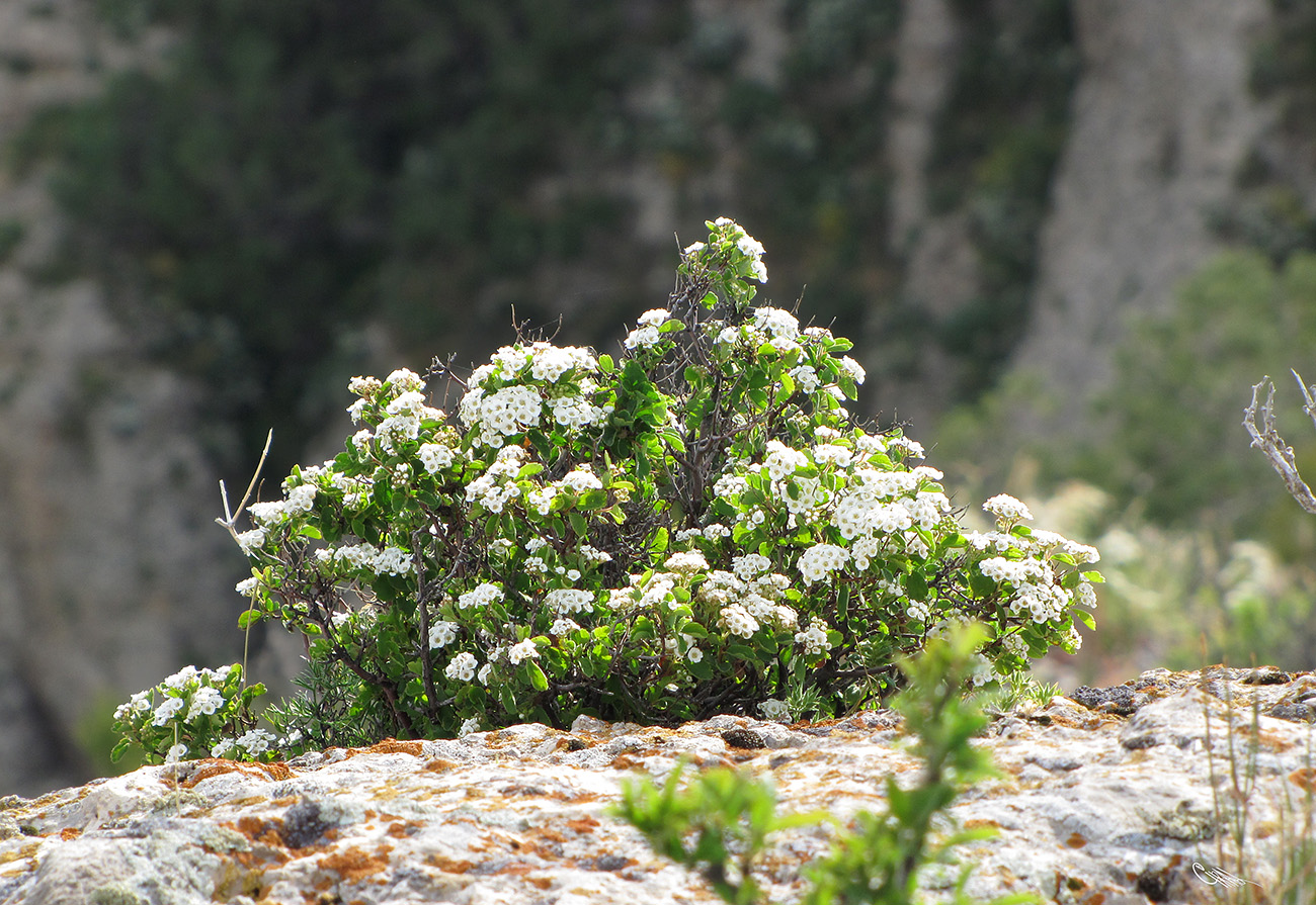 Изображение особи Spiraea pilosa.