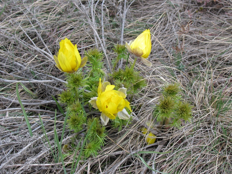 Image of Adonis vernalis specimen.