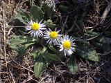 Bellis sylvestris