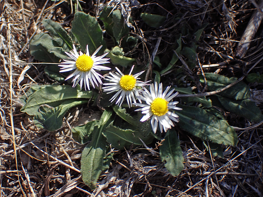 Изображение особи Bellis sylvestris.