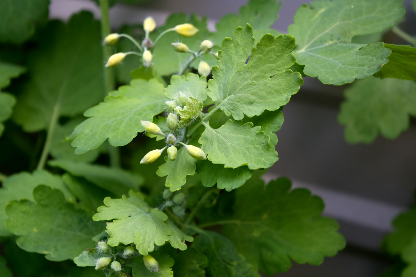 Изображение особи Chelidonium majus.