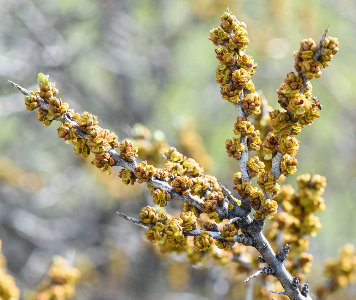 Изображение особи Hippophae rhamnoides.