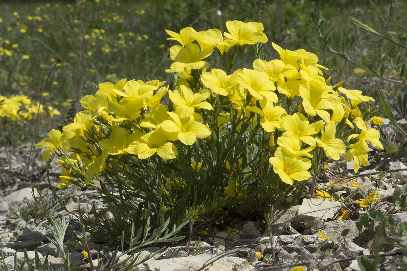 Изображение особи Linum tauricum.