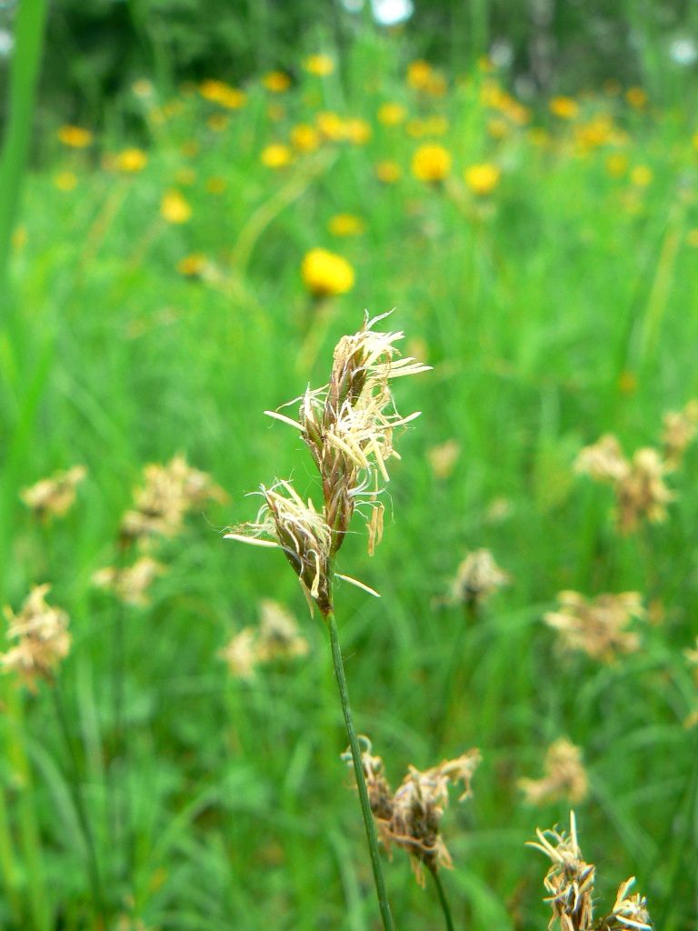 Изображение особи Carex praecox.