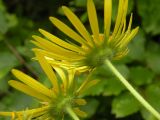 Doronicum austriacum. Соцветия со стороны обертки. Украина, Закарпатская обл., Тячевский р-н, с. Усть-Черная, подъем на гору Климова. 23.06.2010.