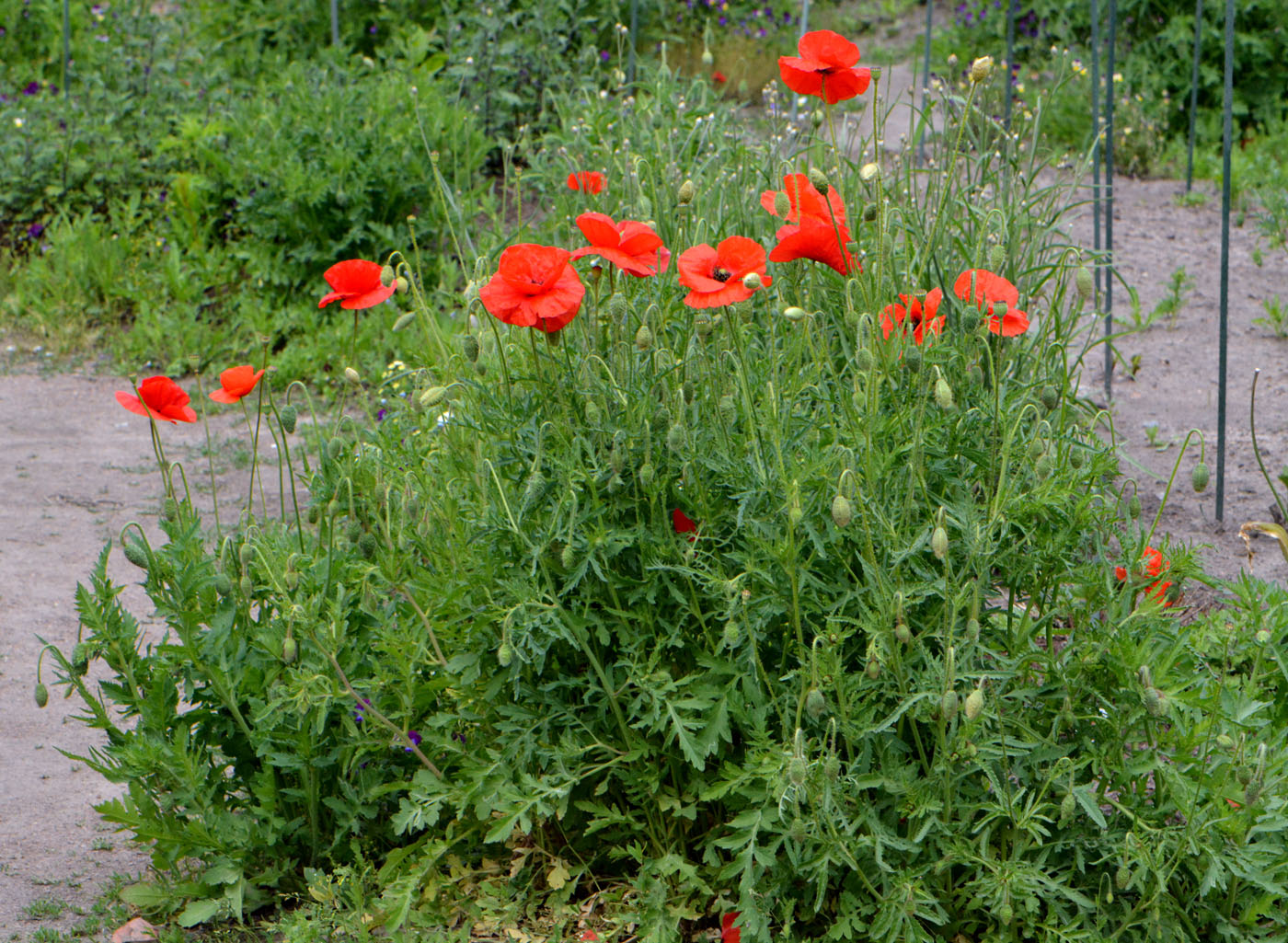 Изображение особи род Papaver.