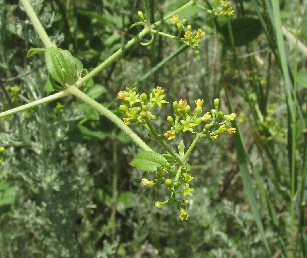 Image of Rubia tinctorum specimen.