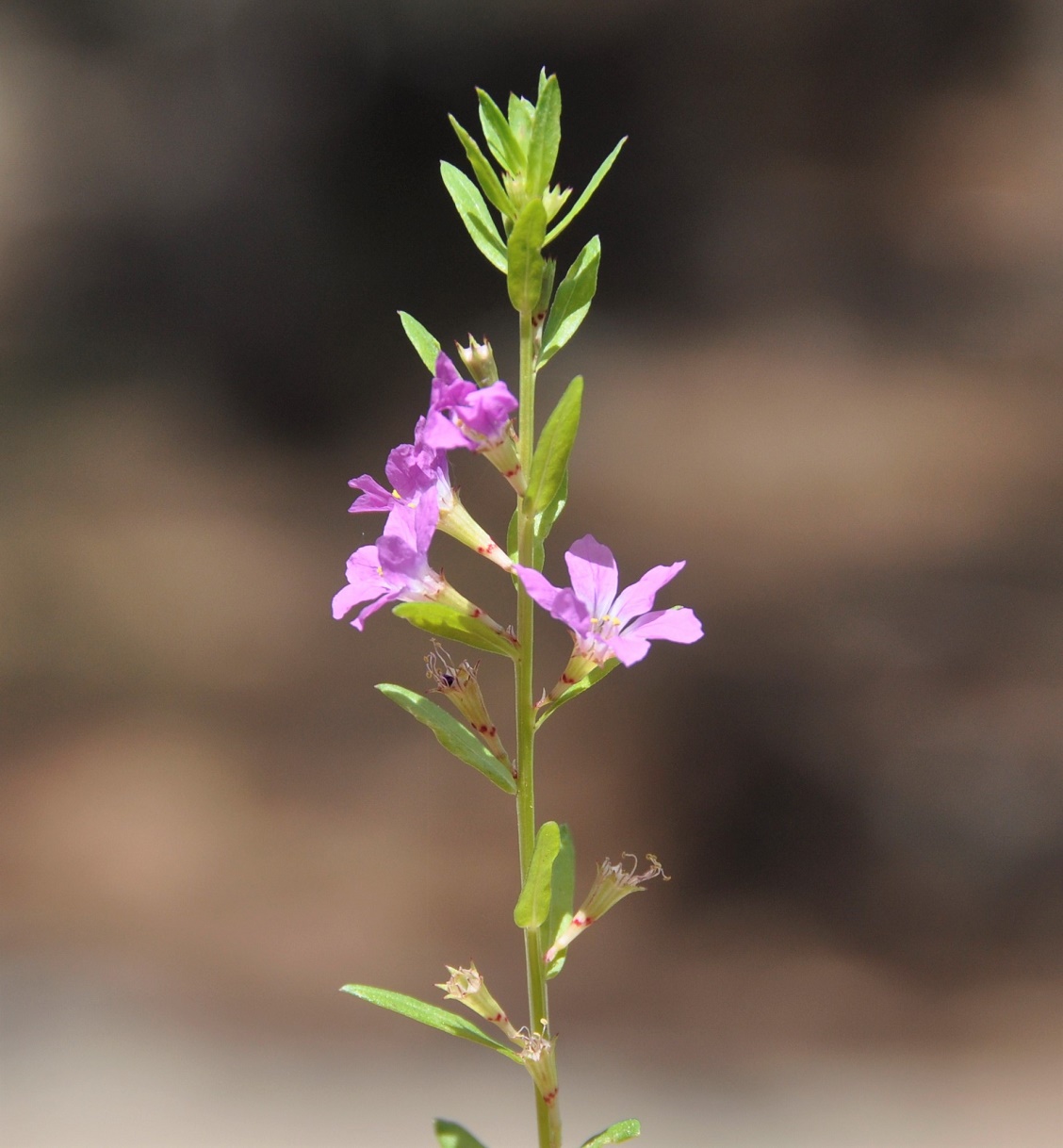 Image of Lythrum junceum specimen.