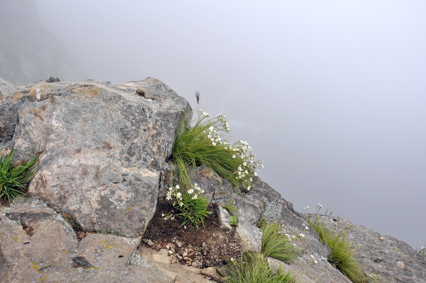 Image of Eremogone juncea specimen.