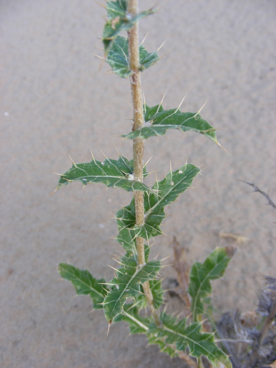 Изображение особи Cousinia affinis.