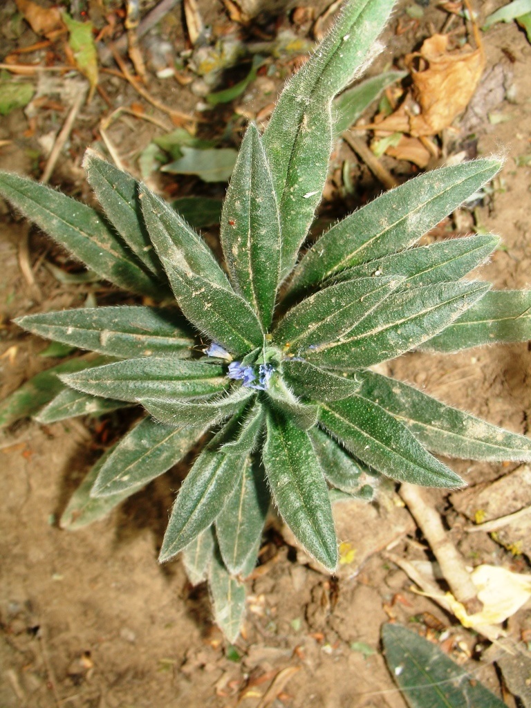 Image of Echium vulgare specimen.