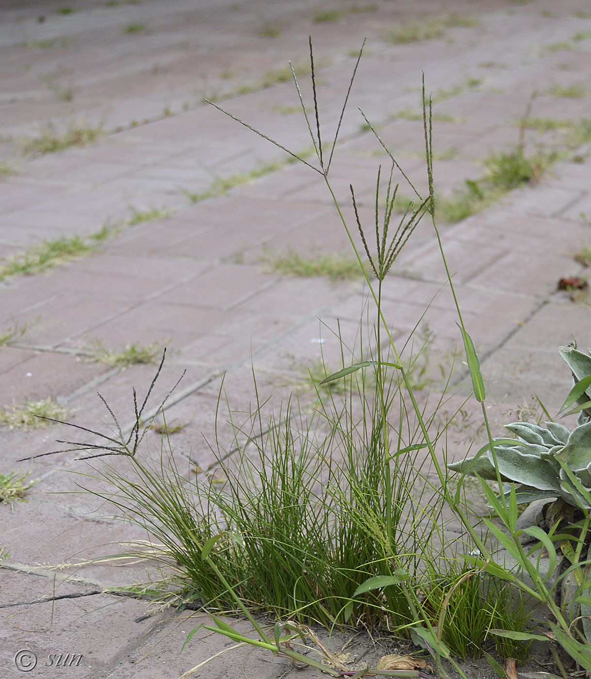 Image of Digitaria sanguinalis specimen.