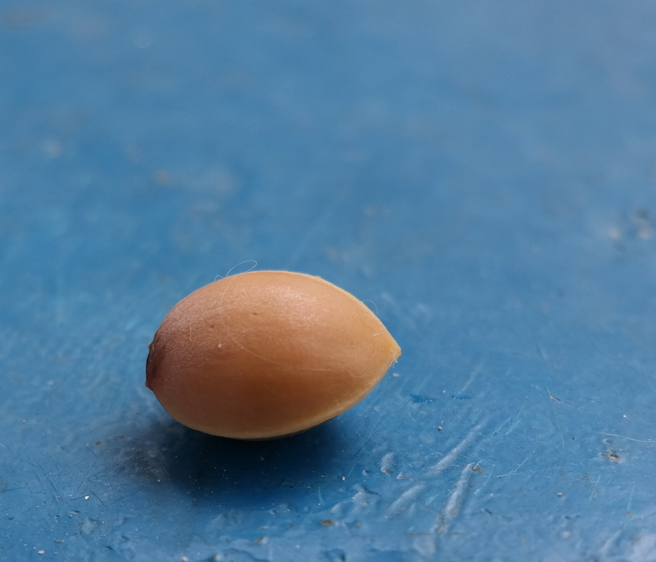 Image of Ginkgo biloba specimen.
