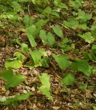 Trachystemon orientalis