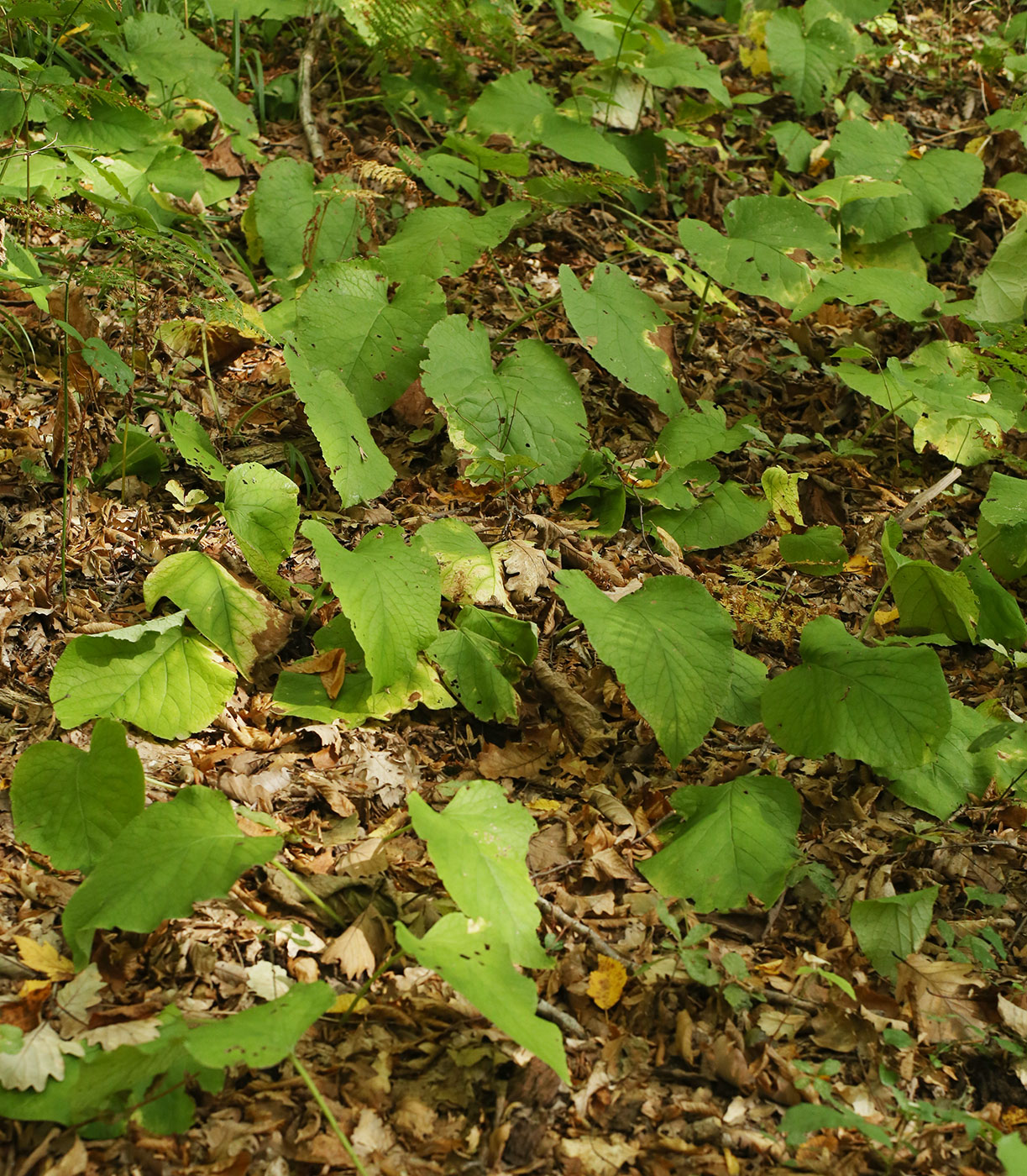 Изображение особи Trachystemon orientalis.